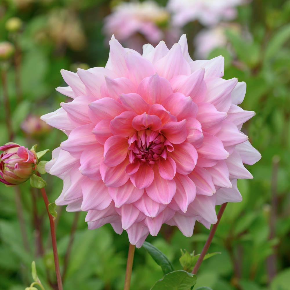 The Big Six Dahlia Collection