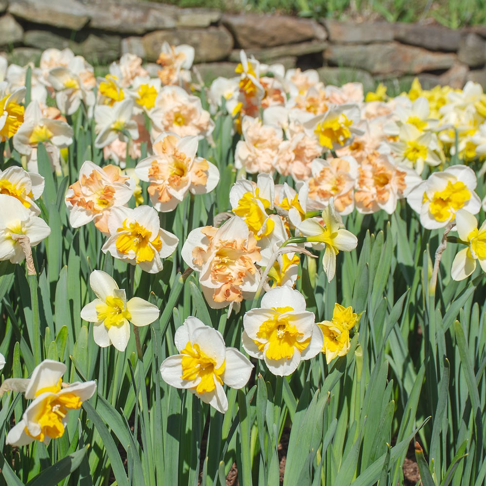 A Mix of Butterfly Daffodils