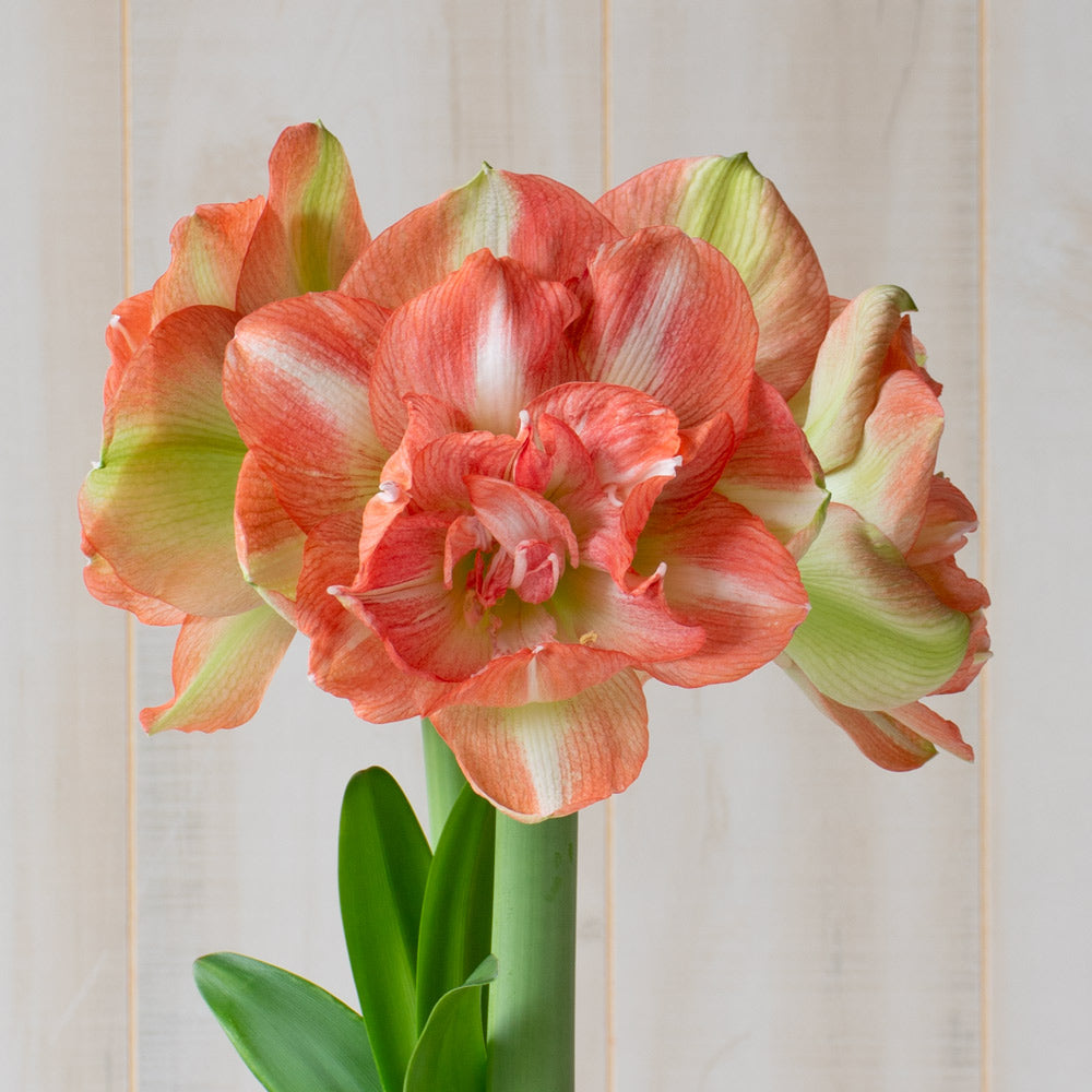 Amaryllis 'Beautiful Emotion,' one bulb in natural jute basket
