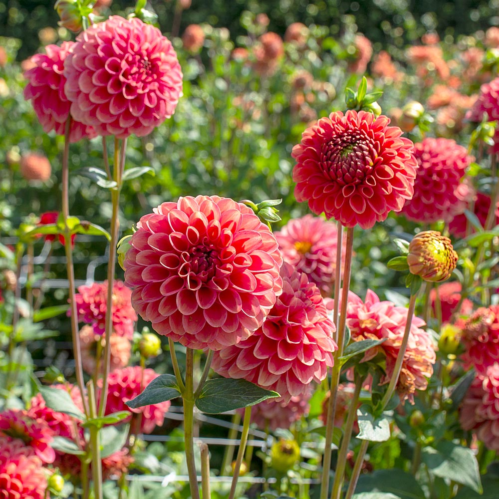 Planter's Punch Dahlia Trio