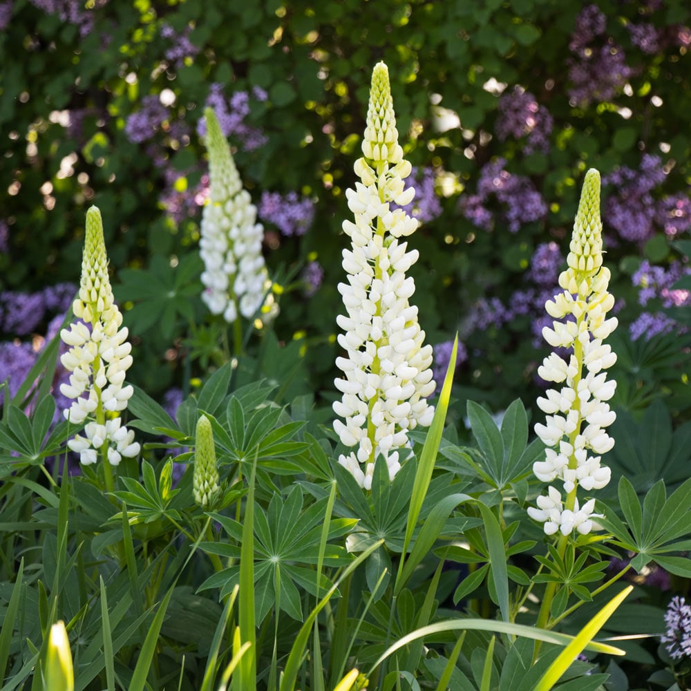 Lupinus 'Noble Maiden'