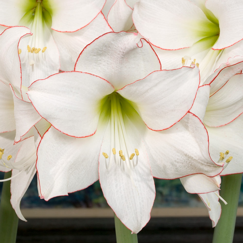 Amaryllis 'Picotee,' one bulb with vase kit