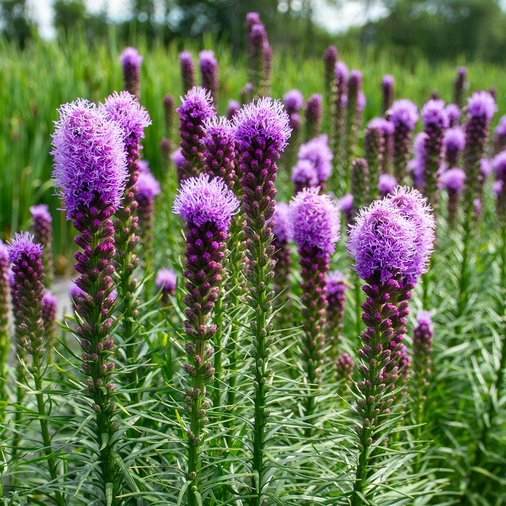 Liatris spicata 'Kobold'