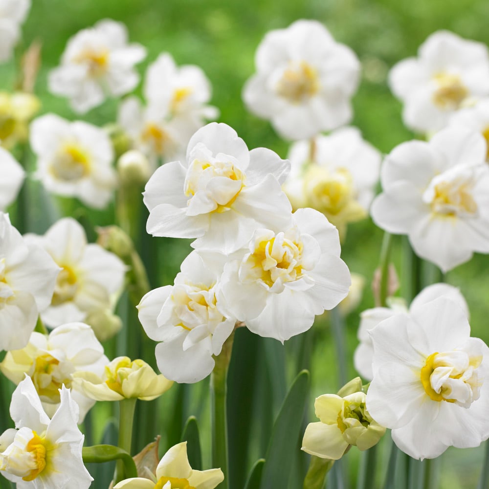 White Welcome Narcissus Mix