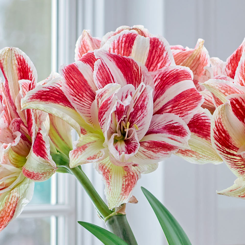 Amaryllis 'Bright Nymph,' two nursery pots in natural jute basket