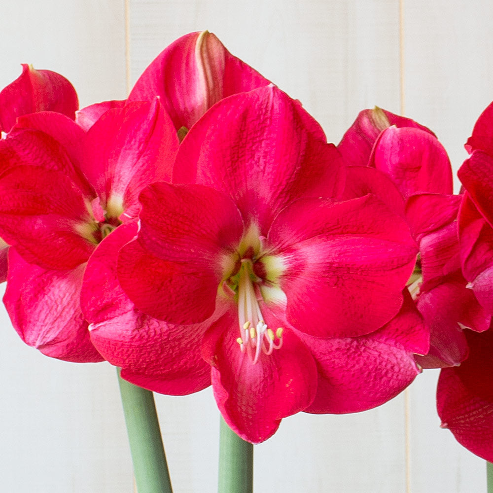 Amaryllis 'Candy Cream,' one bulb with hurricane vase kit