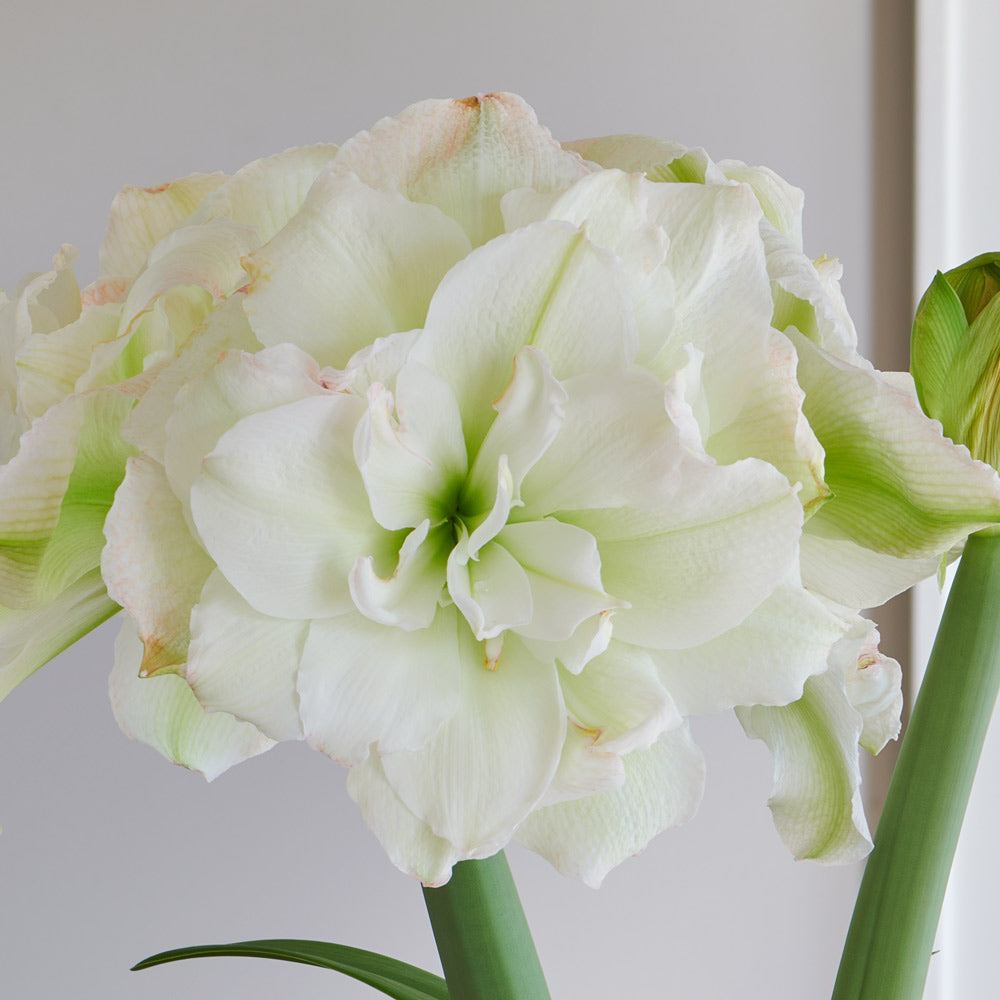 Amaryllis 'Polar Belle,' one bulb in natural jute basket