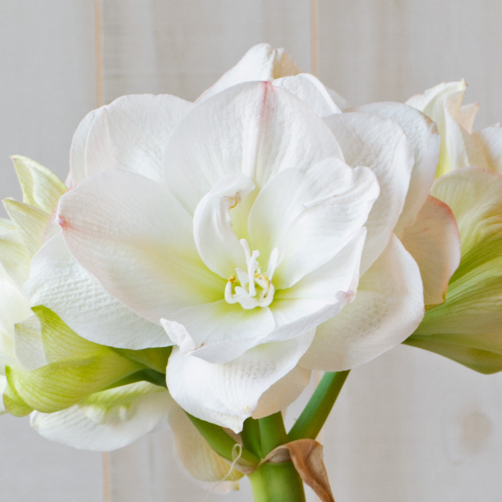 Amaryllis 'White Amadeus,' 3 bulbs and ceramic bowl kit