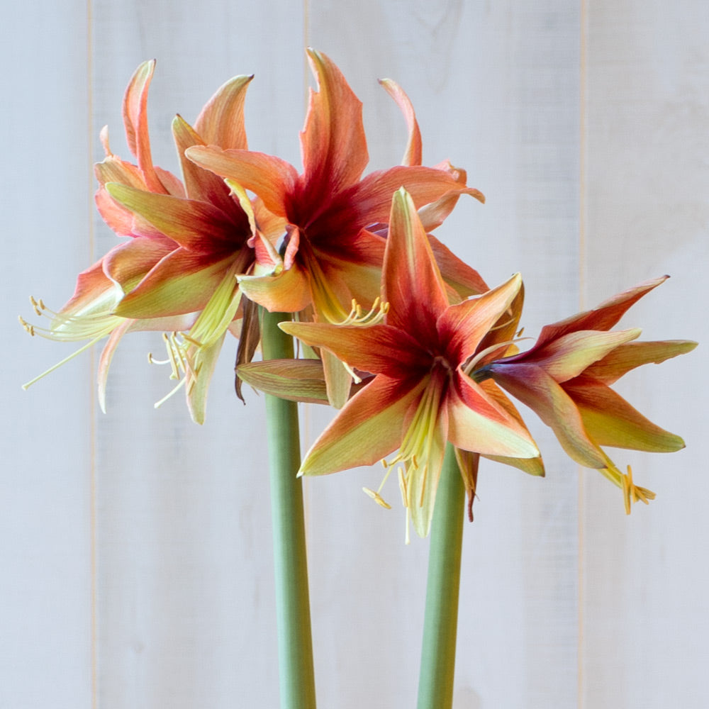 Amaryllis 'Wild Amazone,' one bulb in resin cachepot