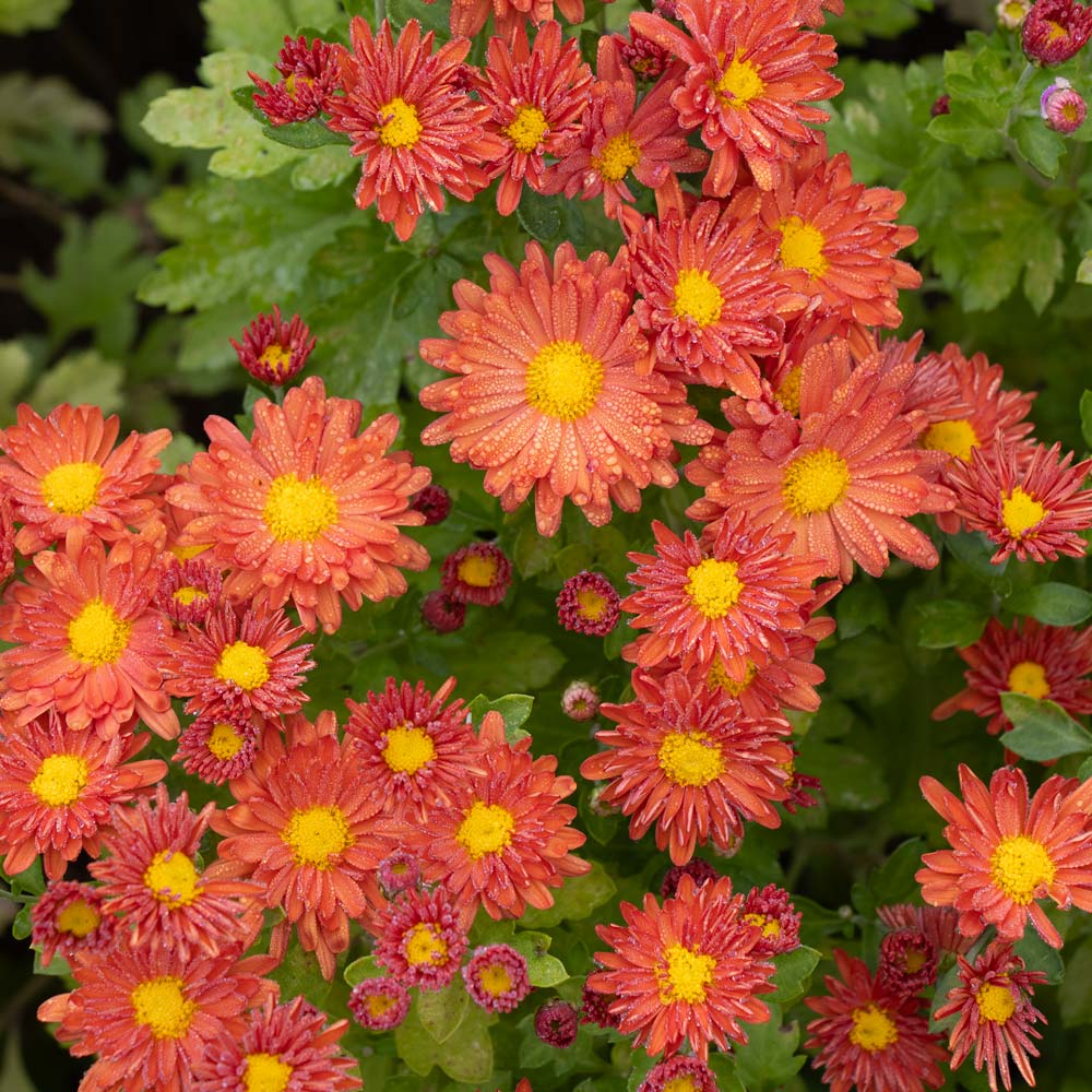 Chrysanthemum 'Pumpkin Igloo'