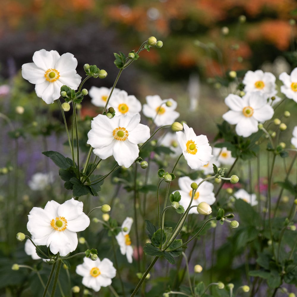 Anemone 'Honorine Jobert'