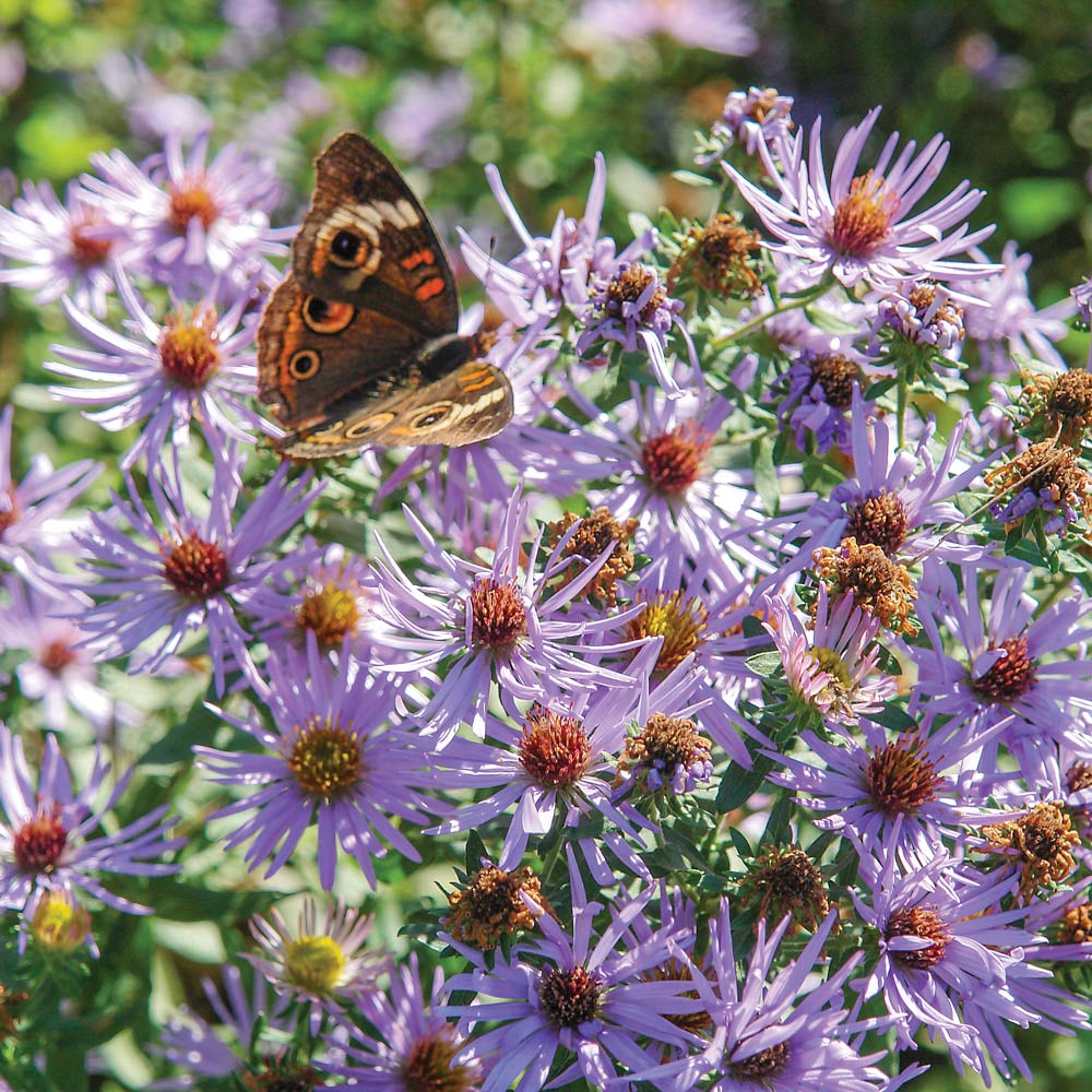 Native Plants for Songbirds