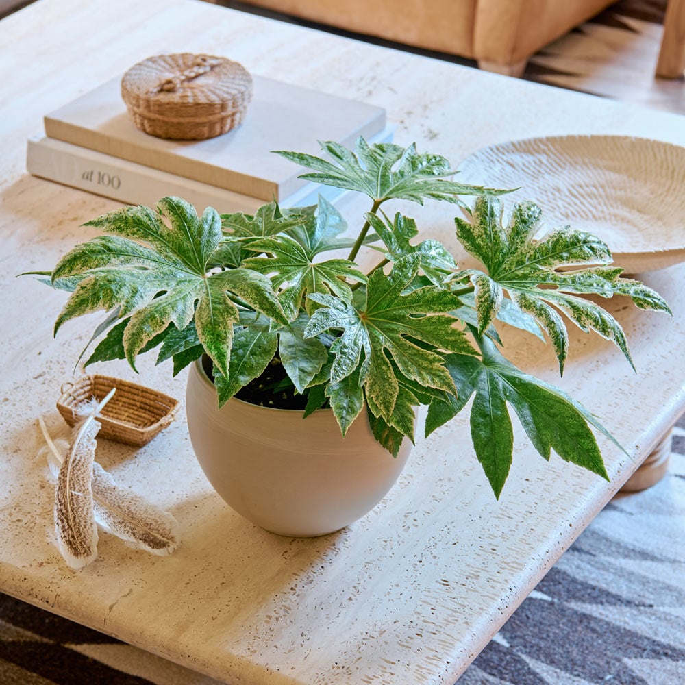 Japanese Aralia 'Spider's Web' in cream ceramic cachepot