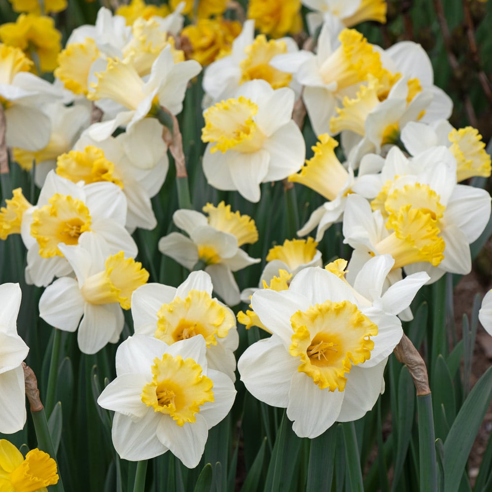 Weatherproof Large-Cupped Daffodil Mix