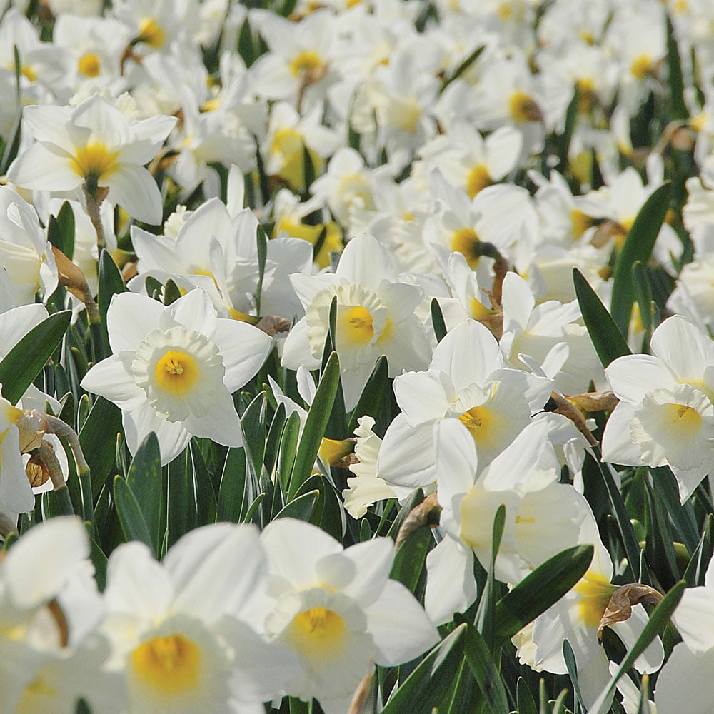 White Welcome Narcissus Mix