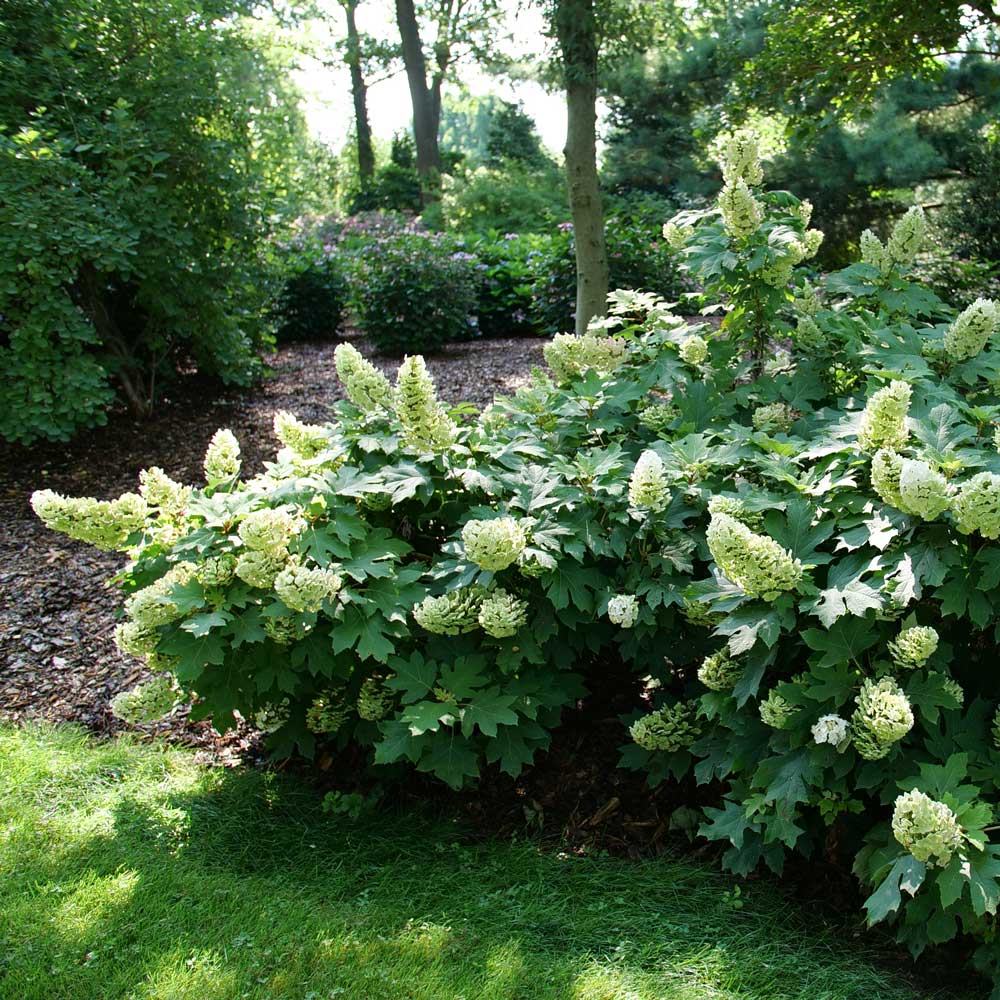 Hydrangea quercifolia Gatsby Glow Ball™