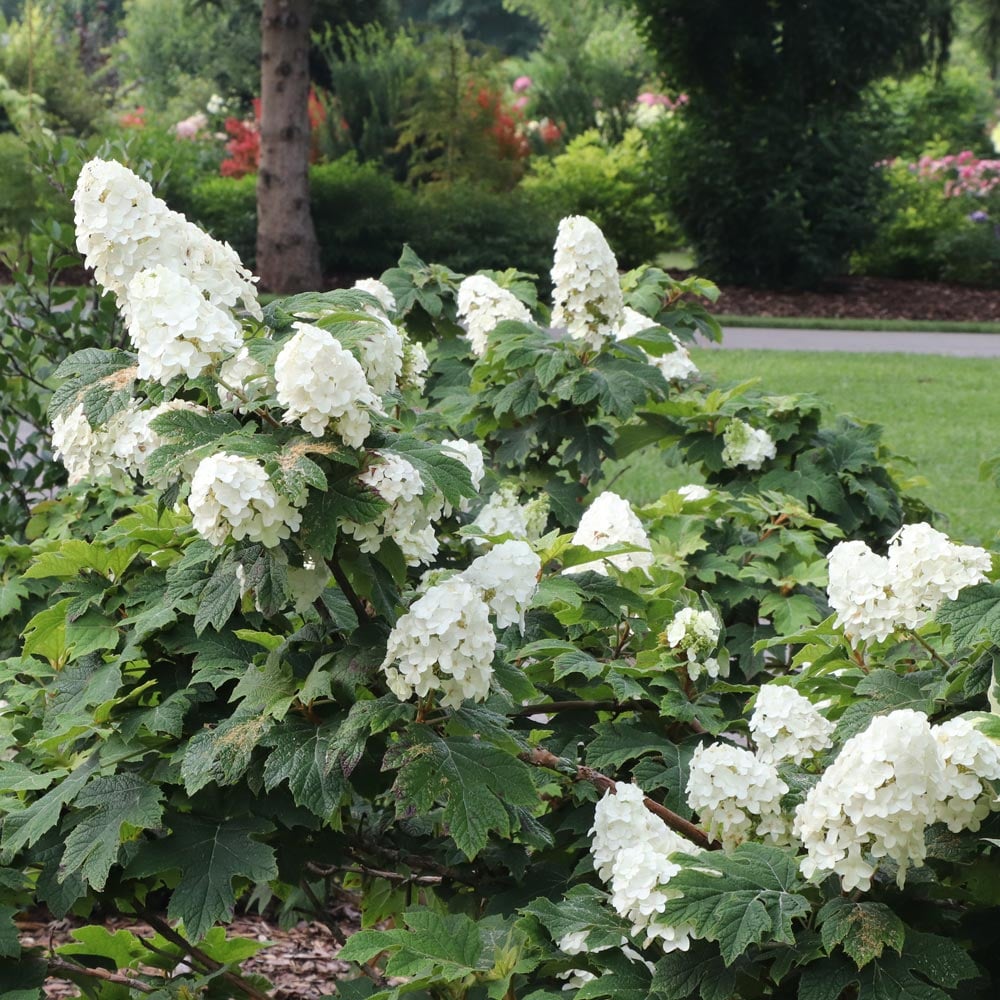 Hydrangea quercifolia Gatsby Glow Ball™