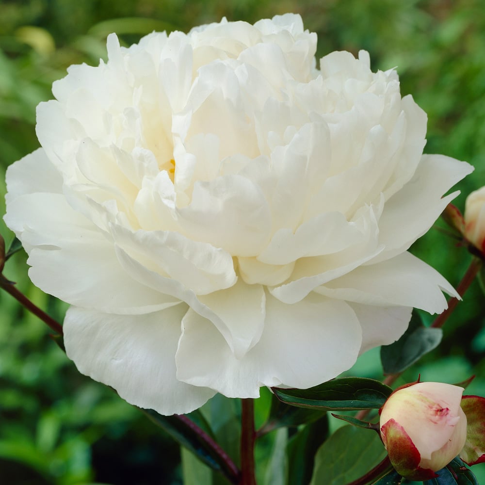 Peony 'Gardenia'
