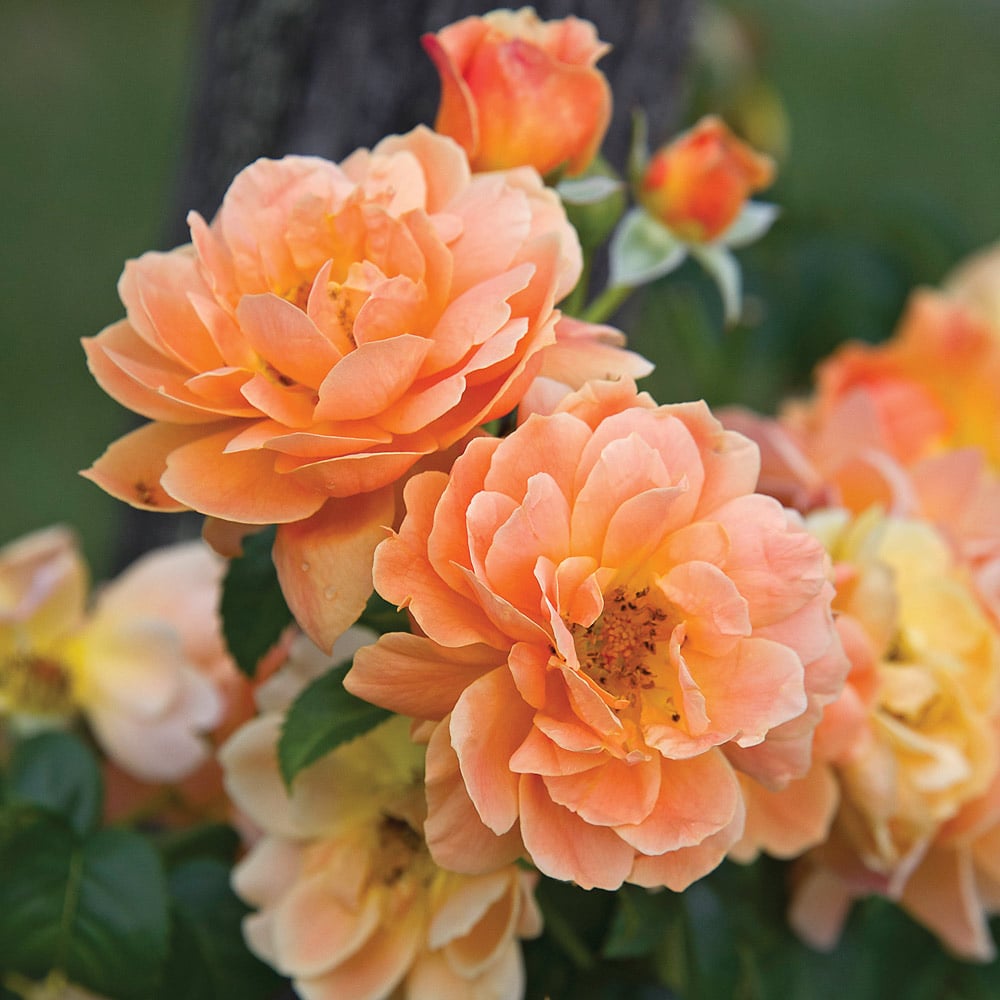 Rose At Last®