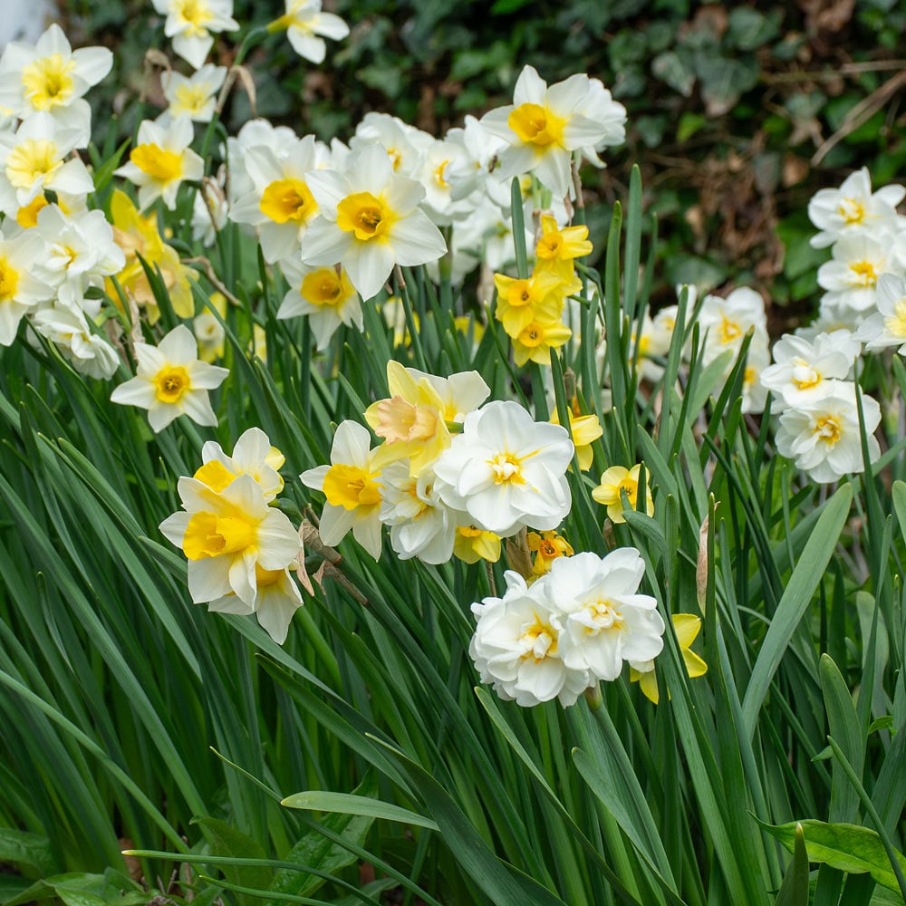 Scent of Spring Daffodil Mix