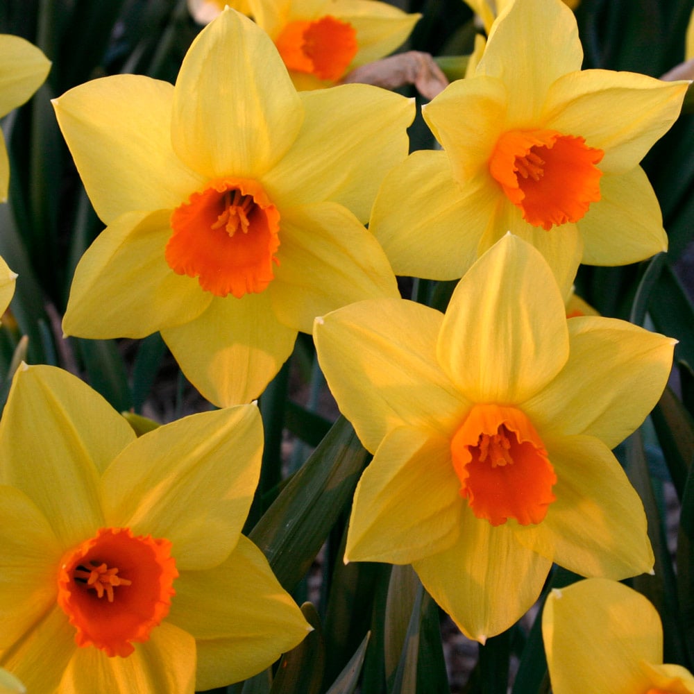 Small-Cupped Narcissus Mix