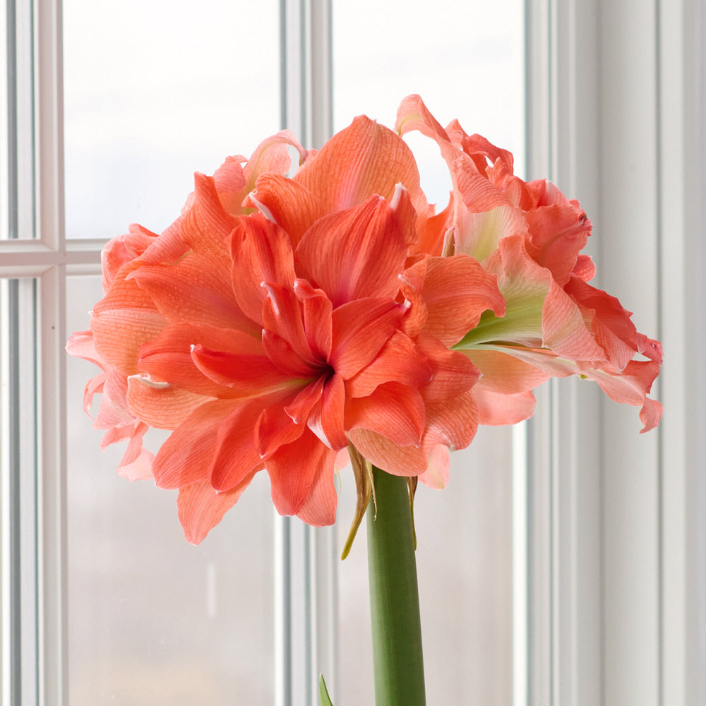 Amaryllis 'Coral Belle,' one bulb in natural jute basket