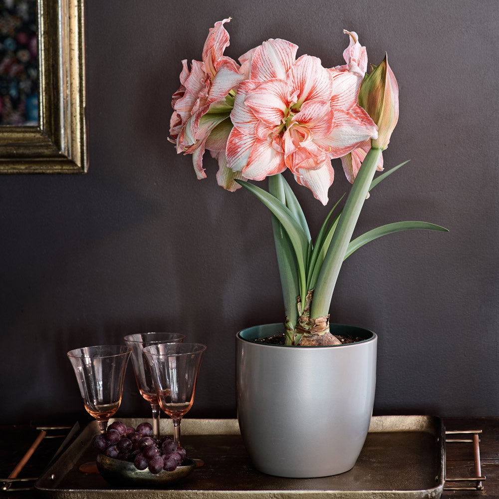 Amaryllis 'Lucky Nymph,' one bulb in metallic greige ceramic cachepot