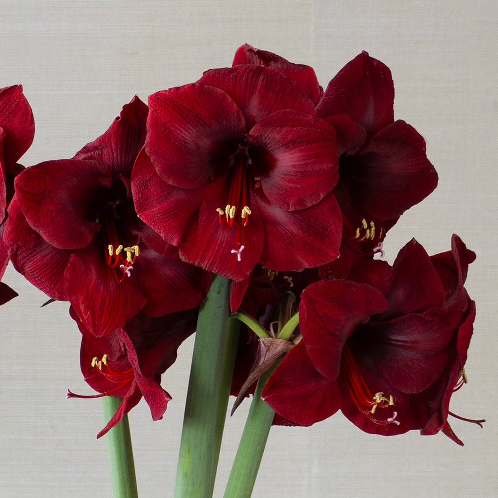 Amaryllis 'Mandela,' one bulb in natural jute basket