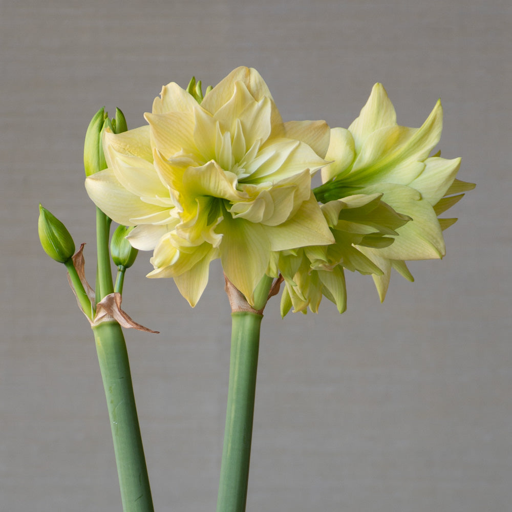 Amaryllis 'Yellow Crown,' one bulb with ribbed glass vase kit