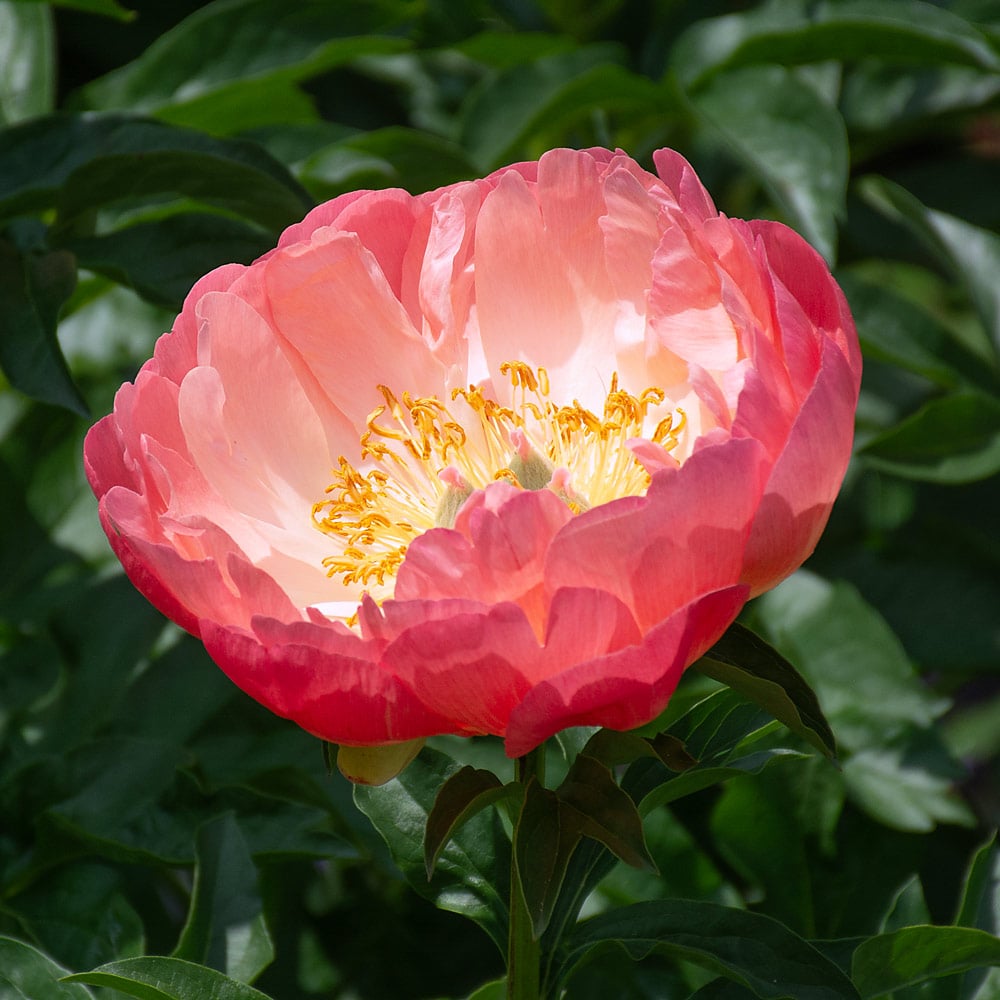Peony 'Coral Sunset'