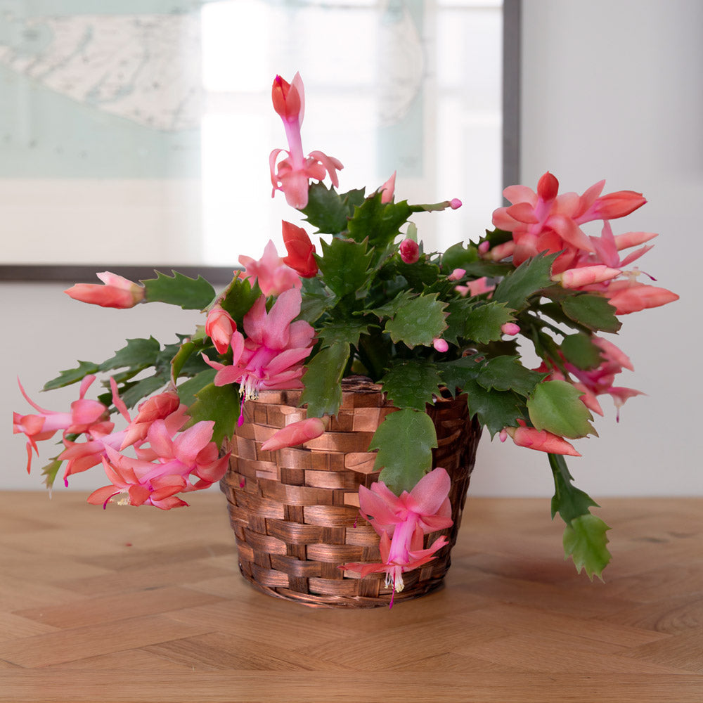 Orange Holiday Cactus in basket