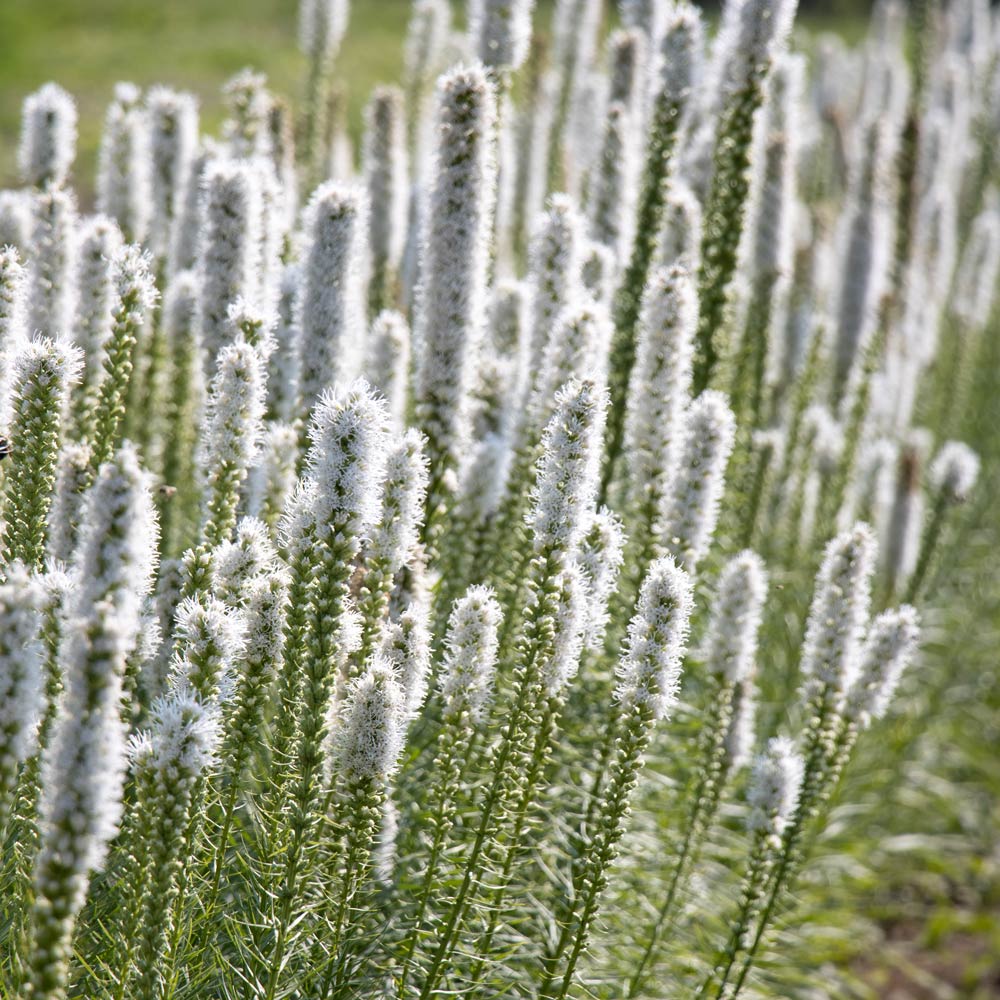 Liatris spicata 'Floristan White'