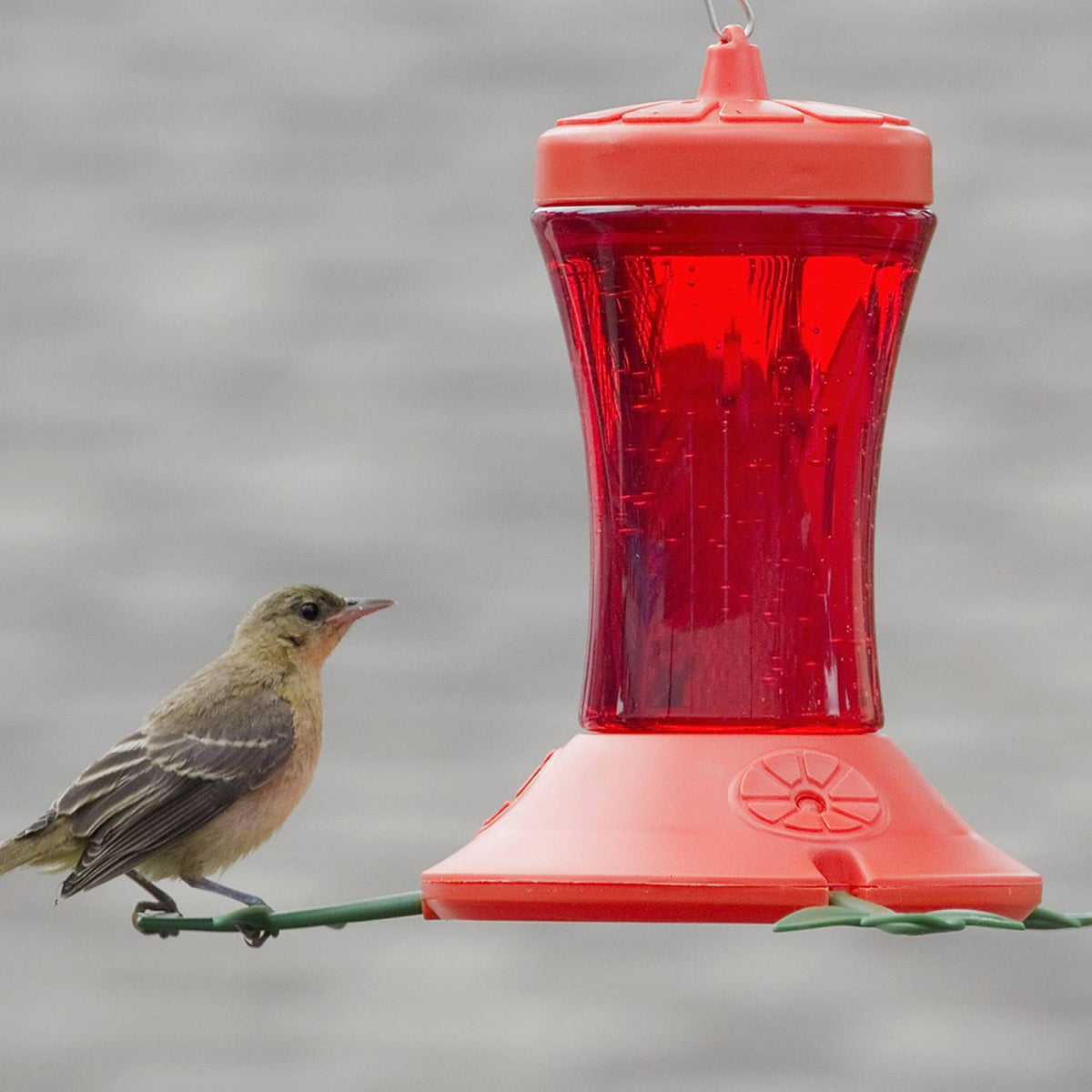 Oriole Bird Feeder - 24 oz
