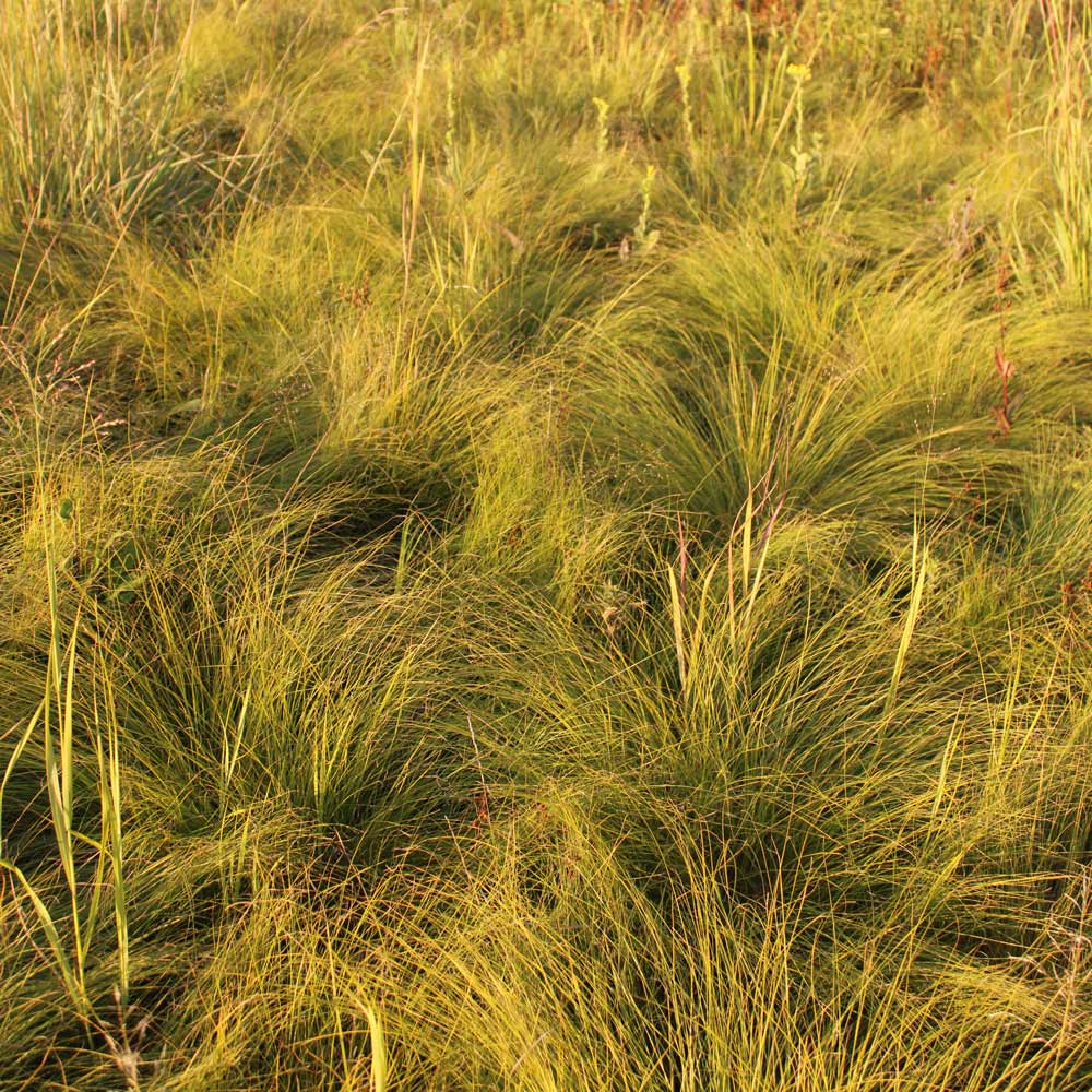 Sporobolus heterolepis