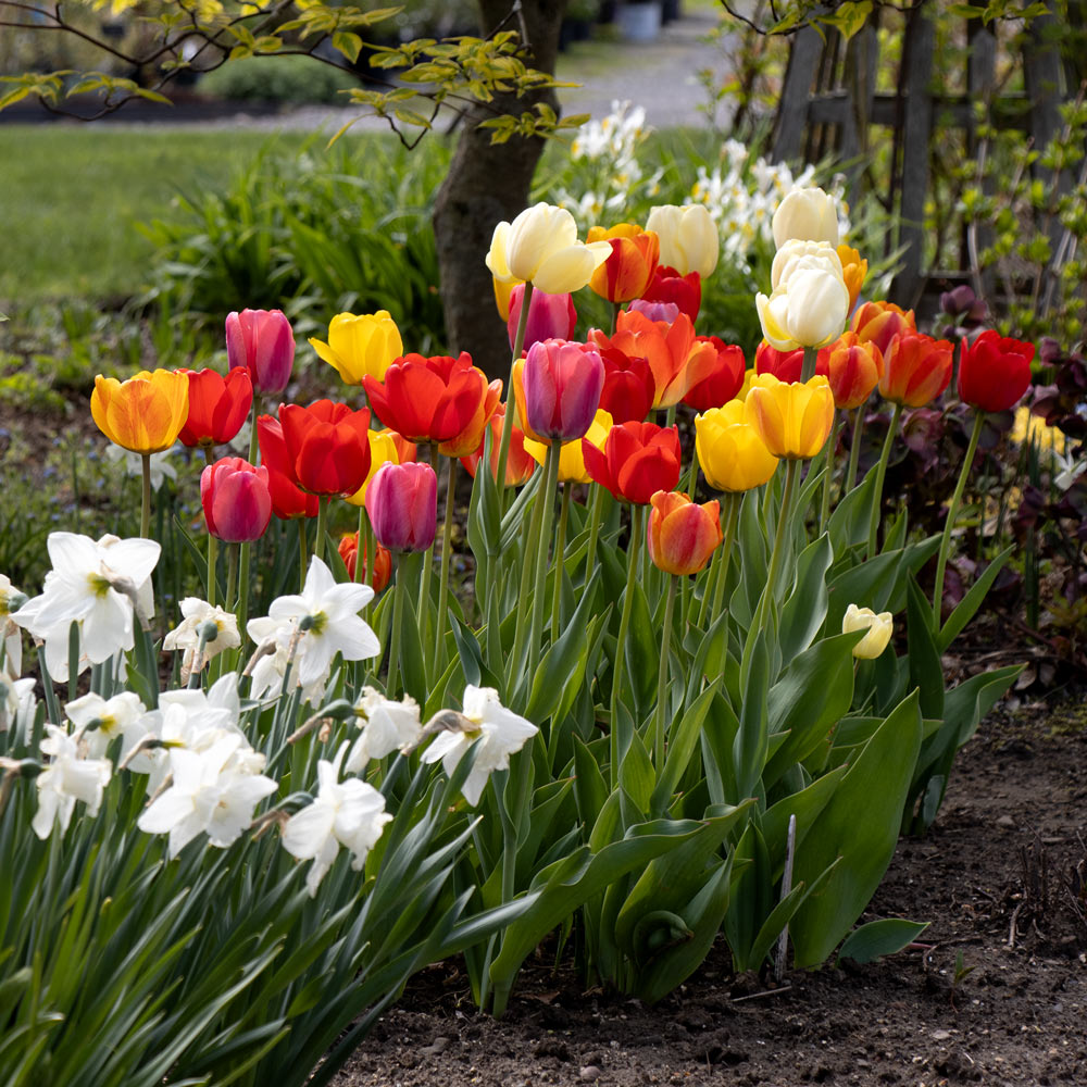 Spring Brights Darwin Hybrid Tulip Mix