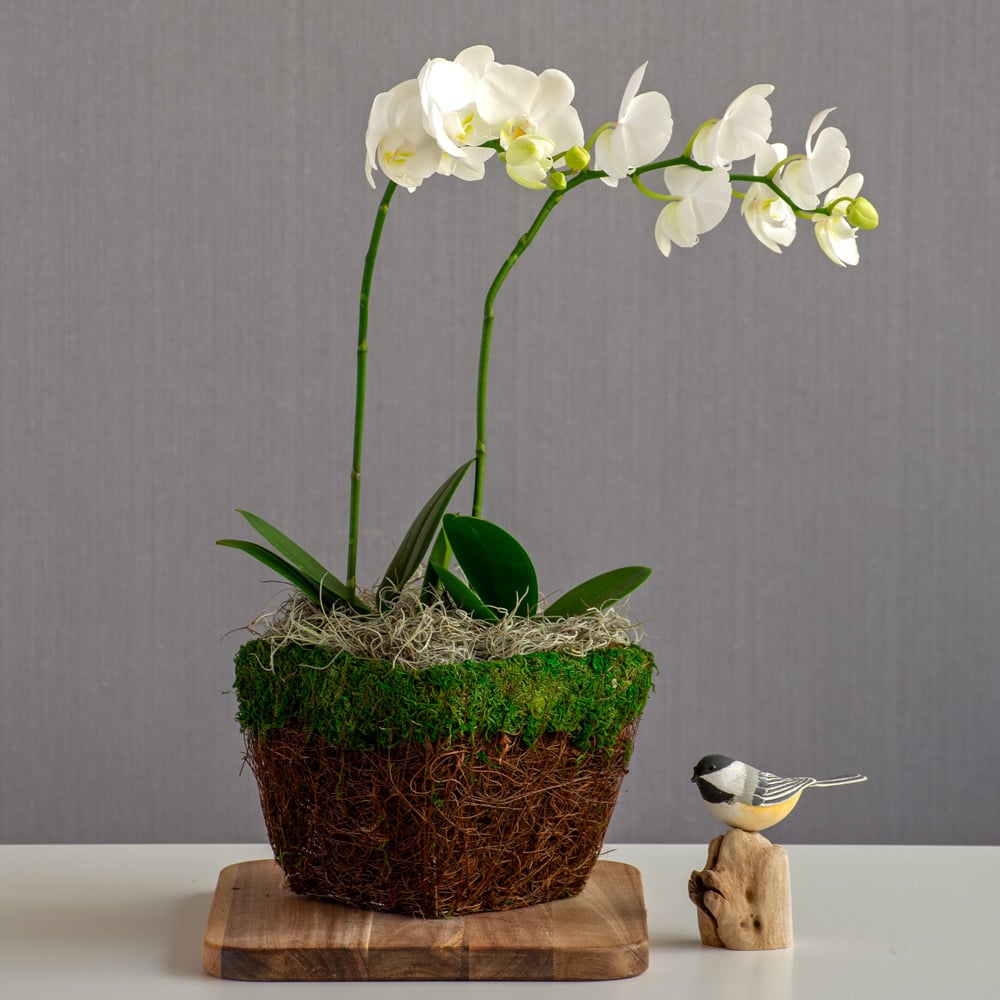 White Moth Orchids in twig basket