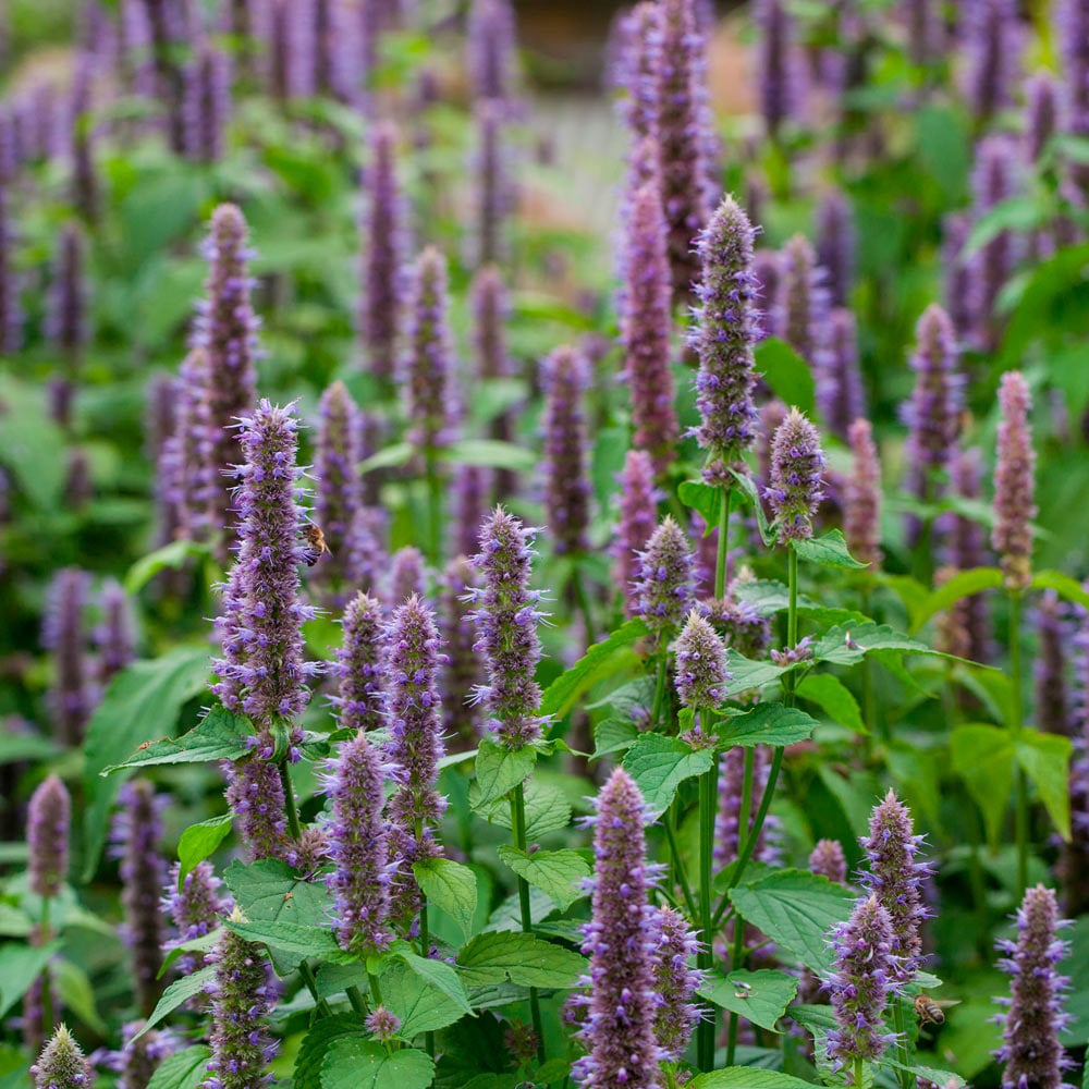 Native Plants for Songbirds
