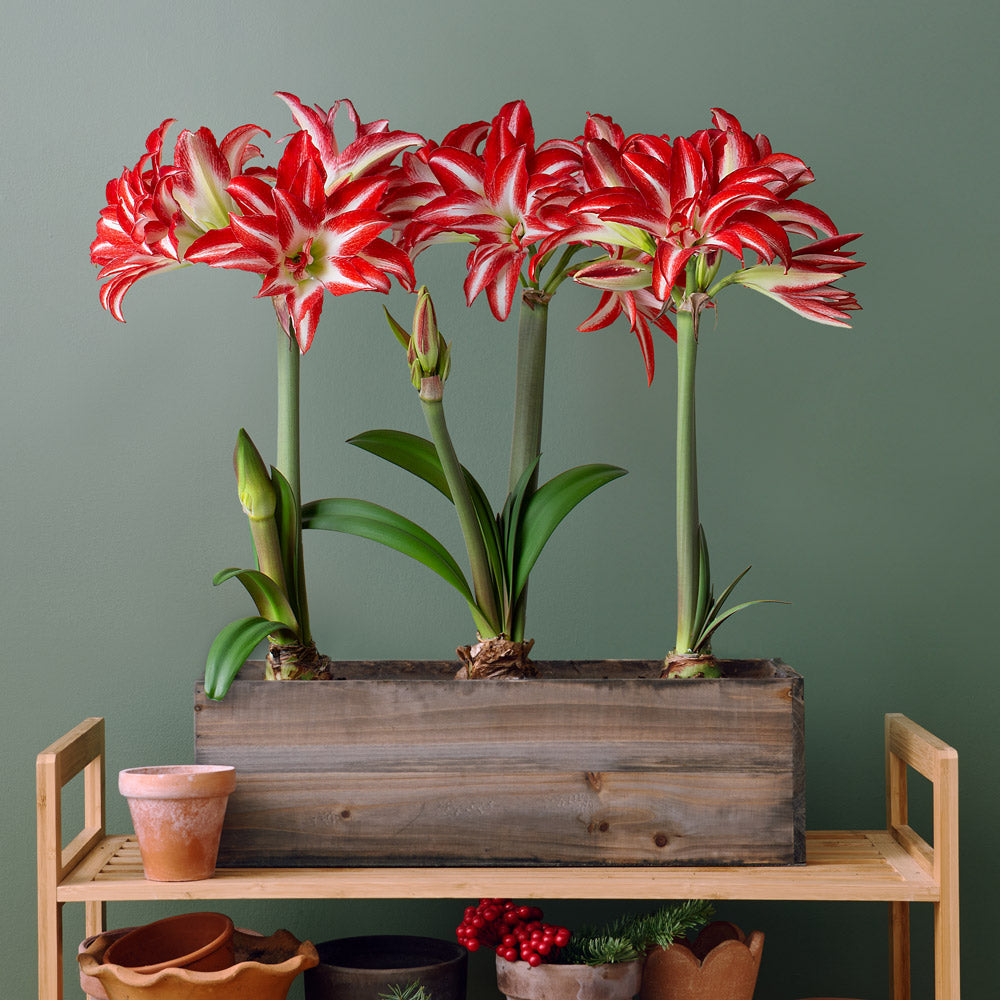 Amaryllis 'Splash,' 3 bulbs with wooden box planter kit
