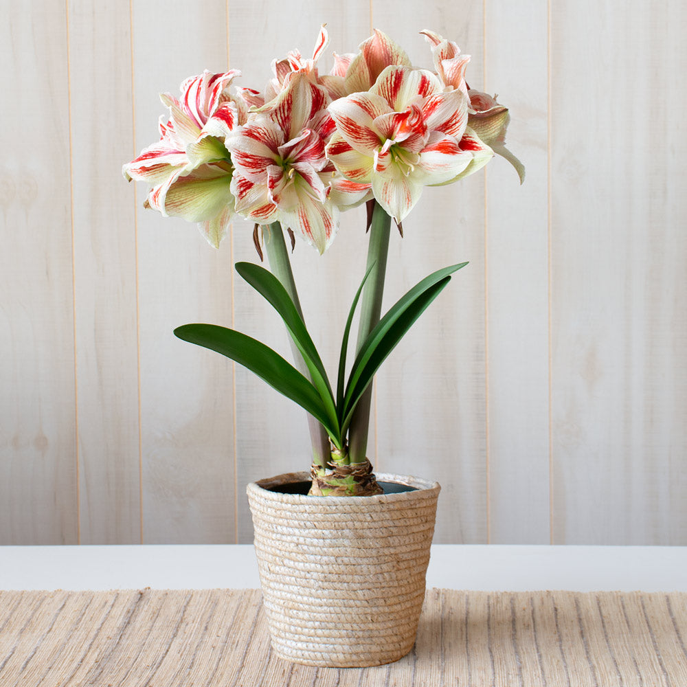 Amaryllis 'Bright Nymph,' one bulb in natural jute basket