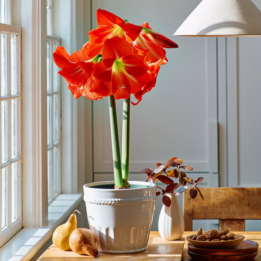 Amaryllis 'Electra,' one bulb in white ceramic cachepot