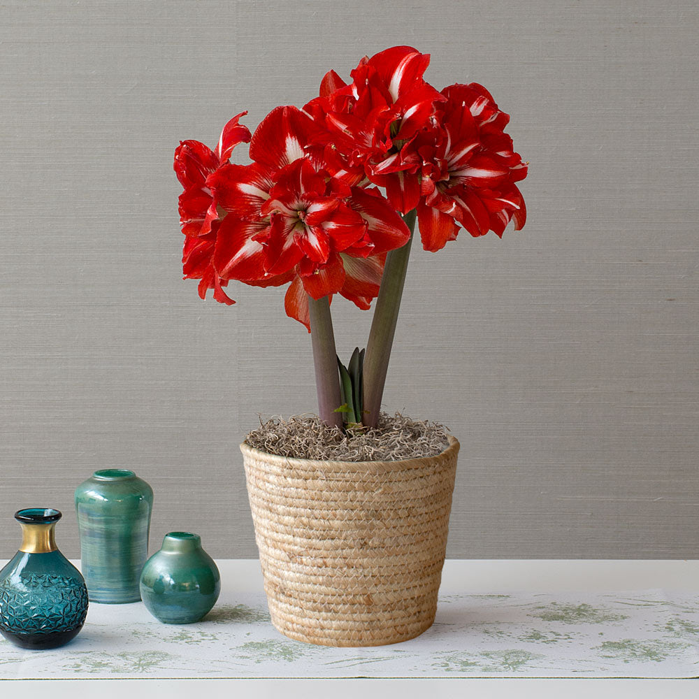 Amaryllis 'Rock 'n Roll,' one bulb in natural jute basket