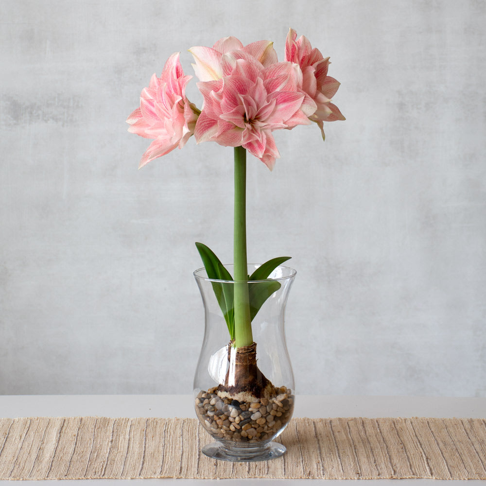 Amaryllis 'Candy Belle,' one bulb with hurricane vase kit