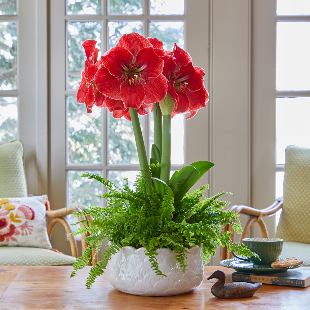 Amaryllis 'Magical Touch'