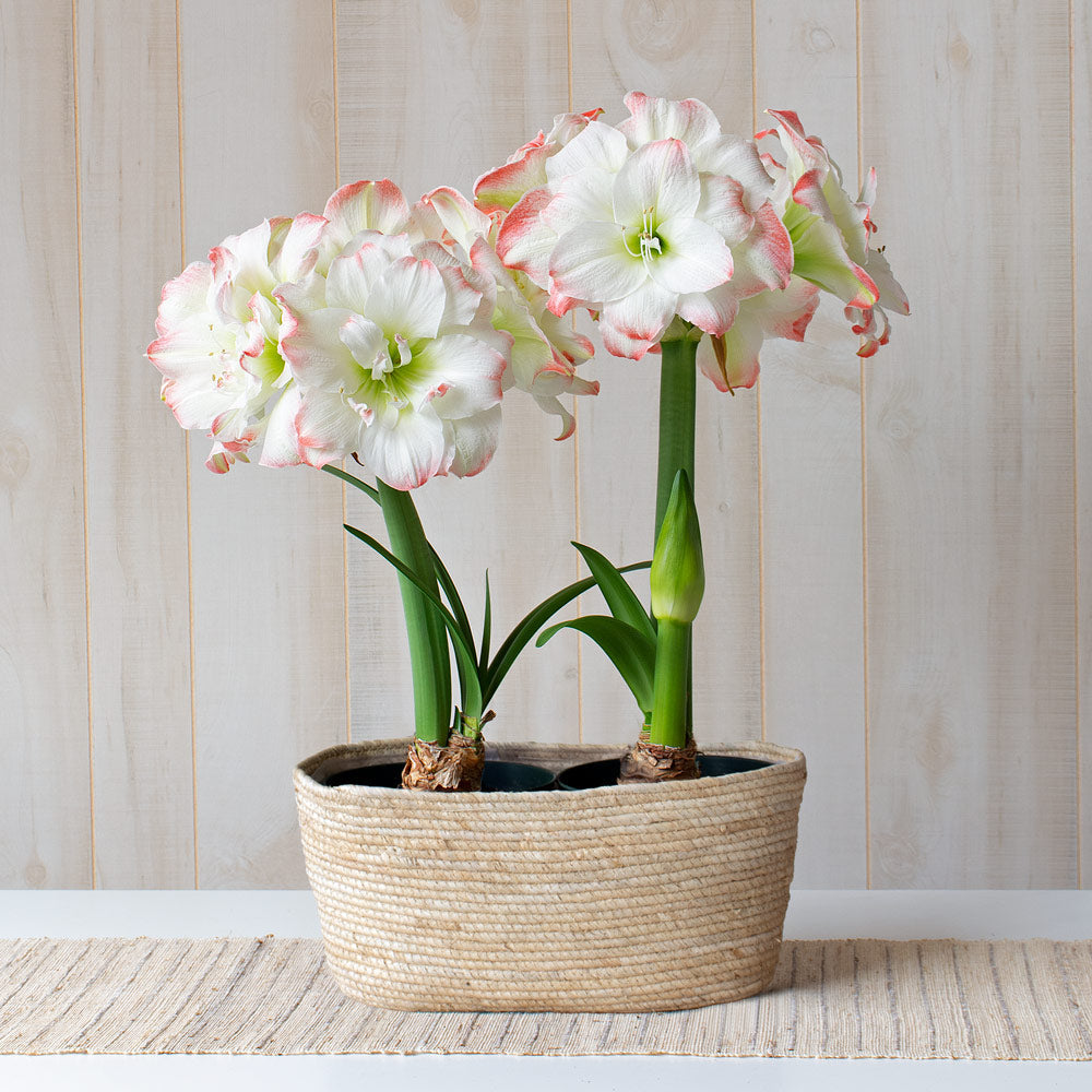 Amaryllis 'Candy Amadeus,' two nursery pots in natural jute basket