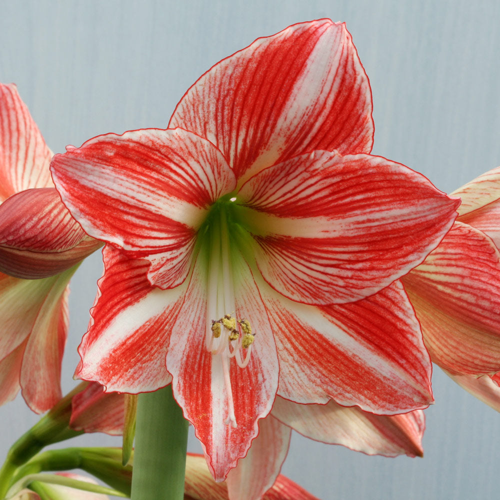 Amaryllis 'Fairytale,' one bulb in natural jute basket