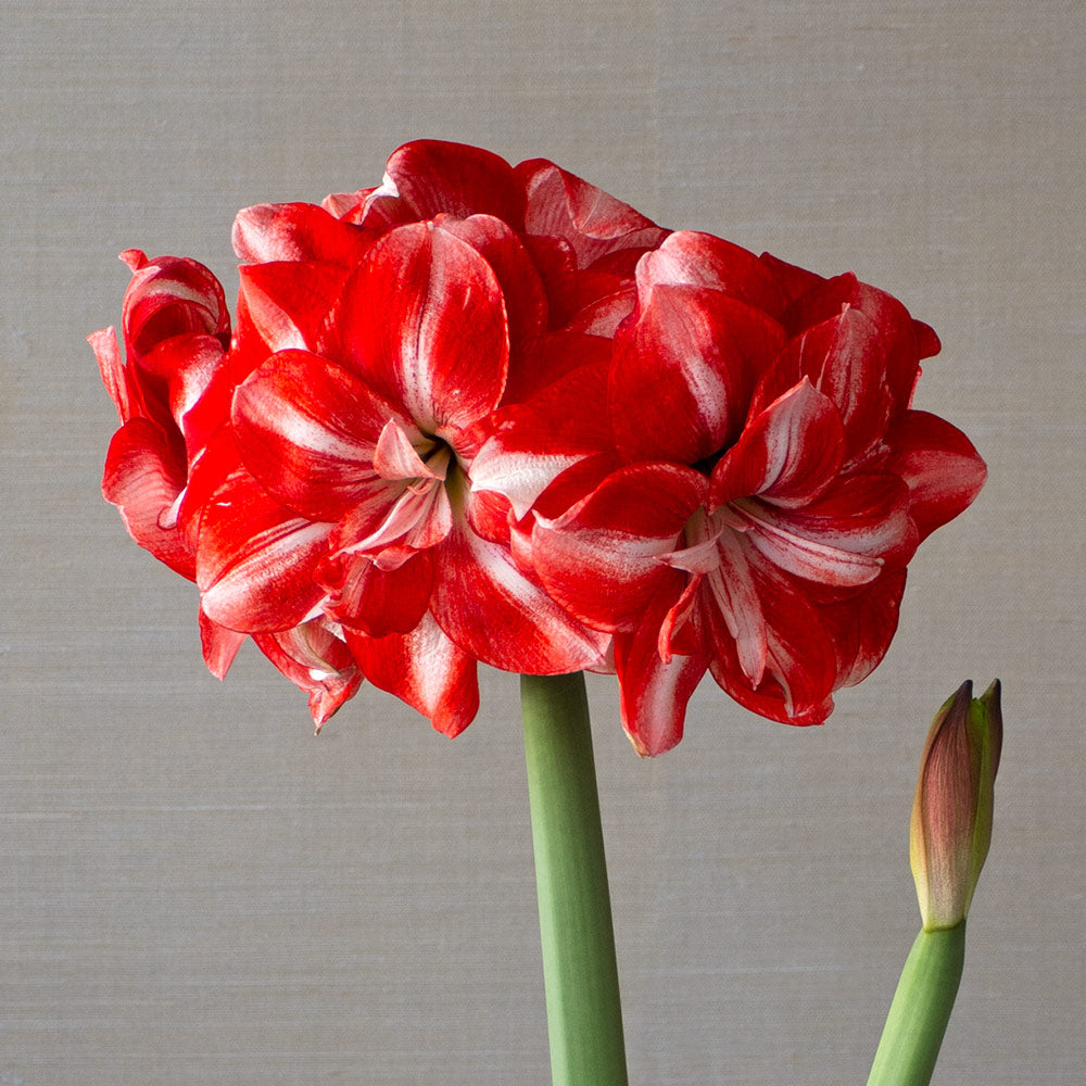 Amaryllis 'Jolly Majesty,' one bulb in natural jute basket