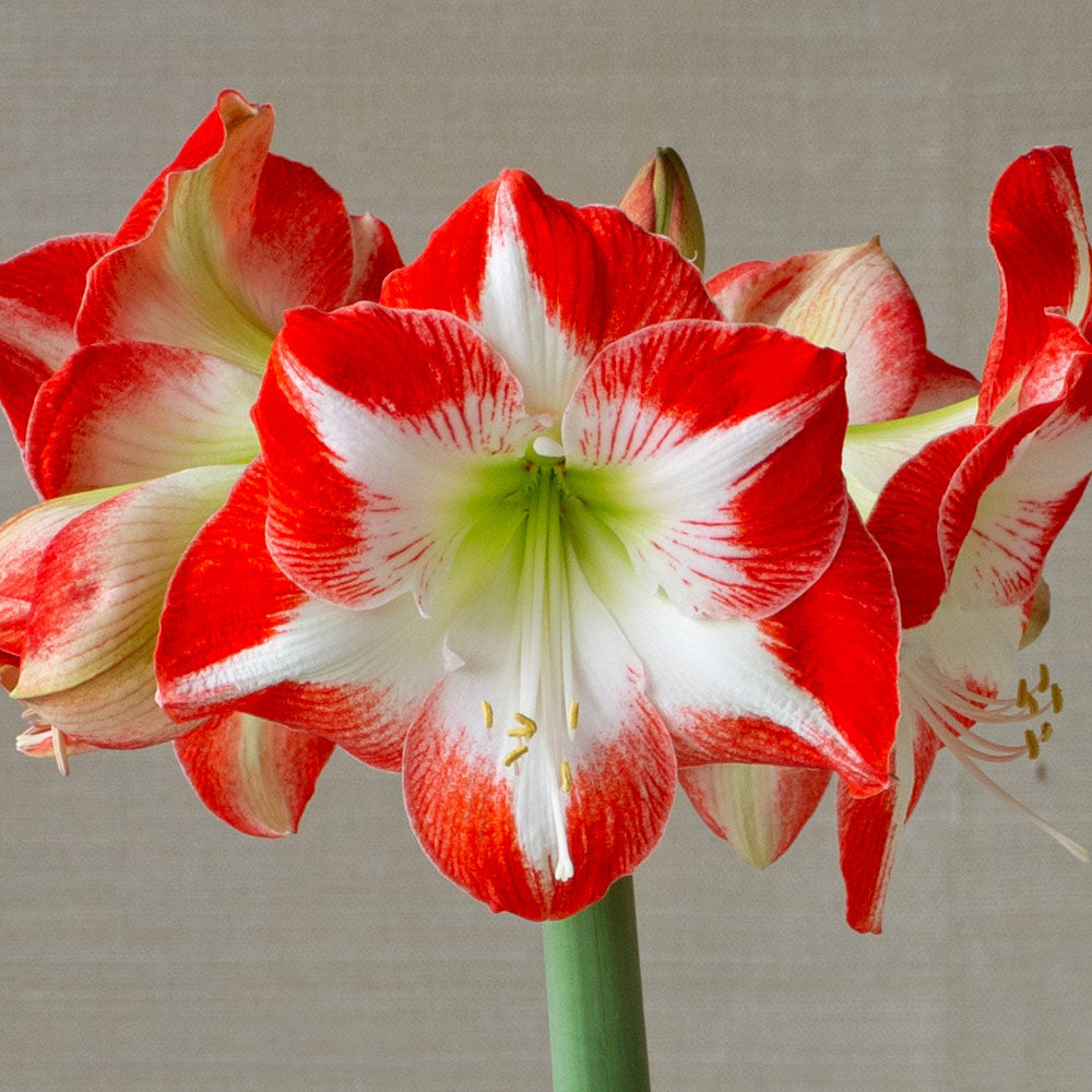 Amaryllis 'Mascotte,' one bulb and corbridge urn kit