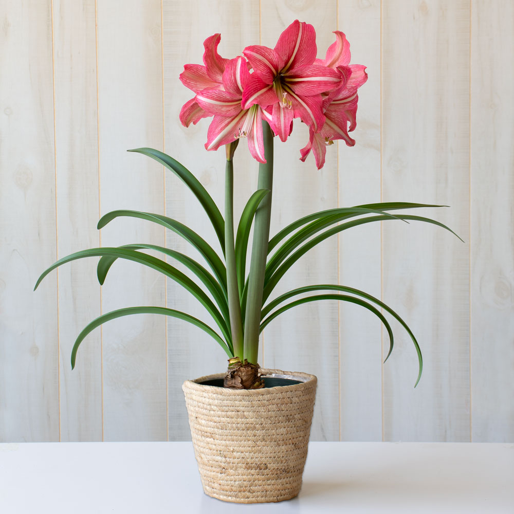 Amaryllis 'Pinkolo,' one bulb in natural jute basket