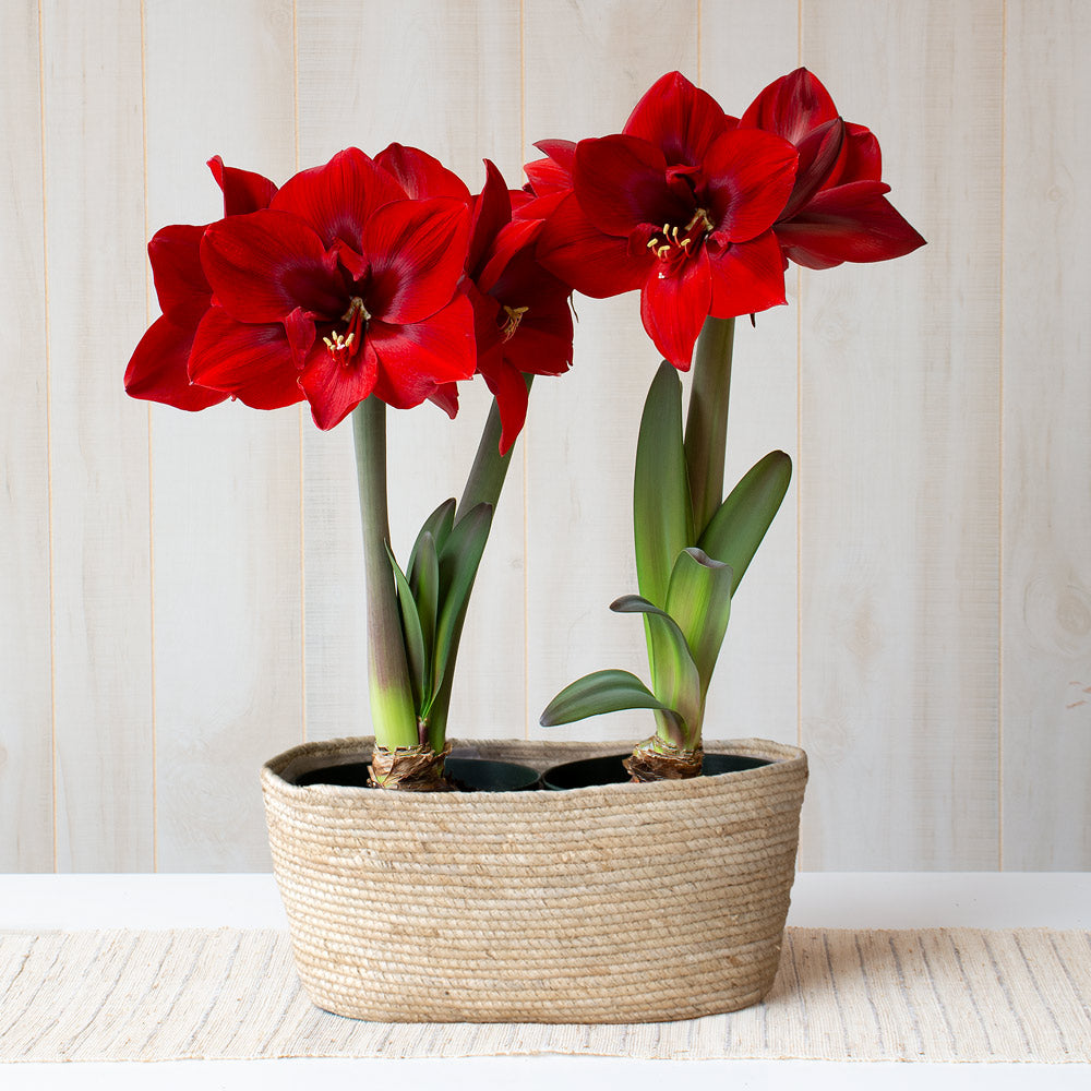 Amaryllis 'Red Cream,' two nursery pots in natural jute basket