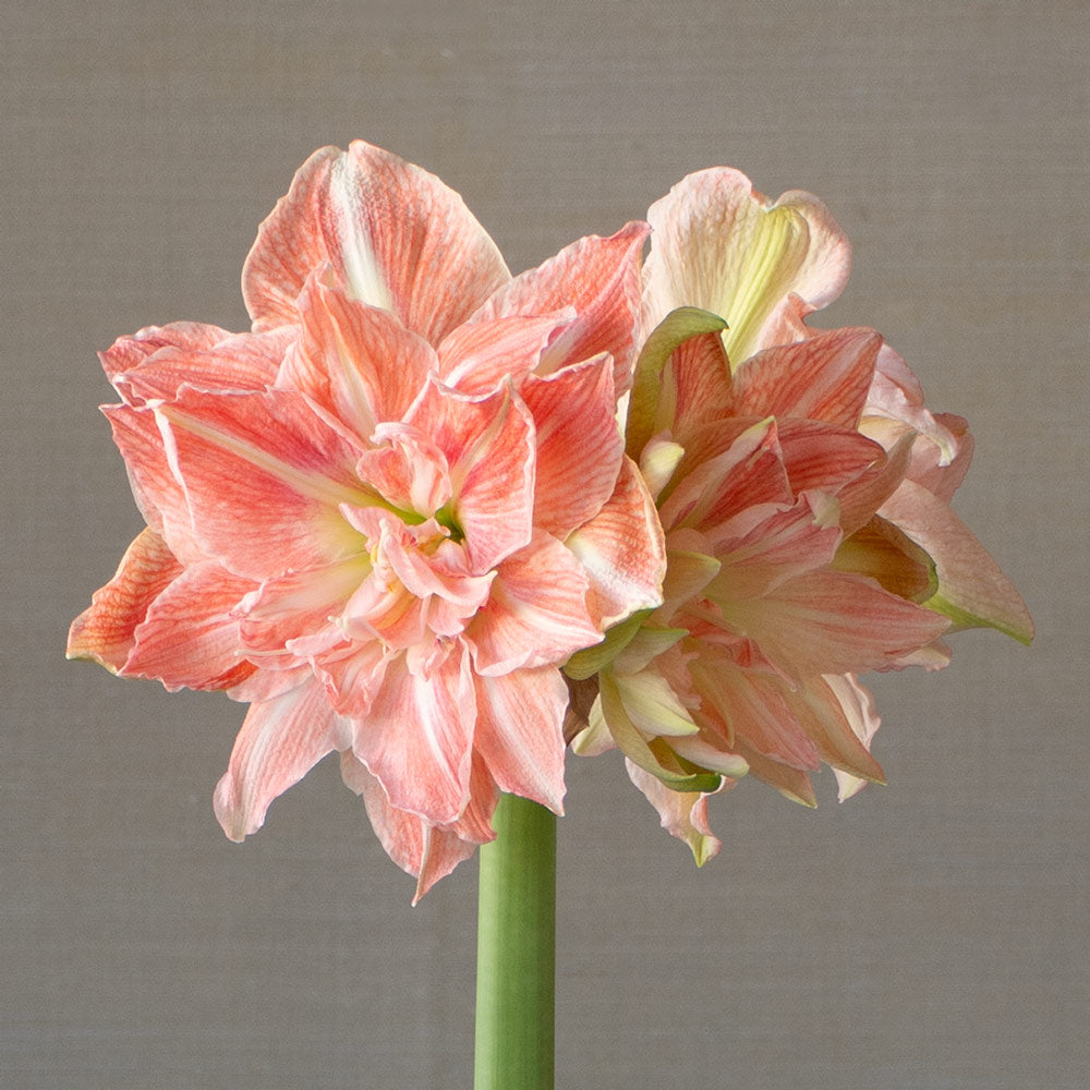 Amaryllis 'Sweet Amadeus,' two nursery pots in natural jute basket